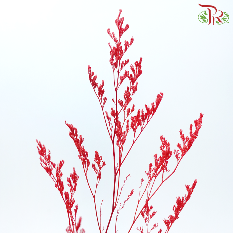 Preserved Caspia - Red (Per Bunch)-Red-China-prflorist.com.my