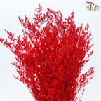 Preserved Caspia - Red (Per Bunch)-Red-China-prflorist.com.my