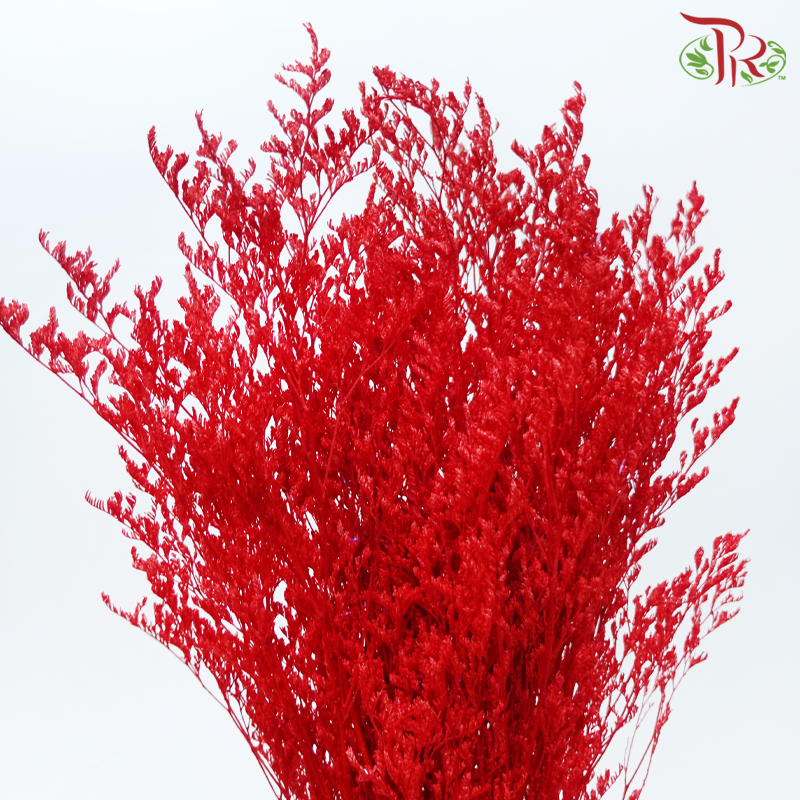 Preserved Caspia - Red (Per Bunch)-Red-China-prflorist.com.my