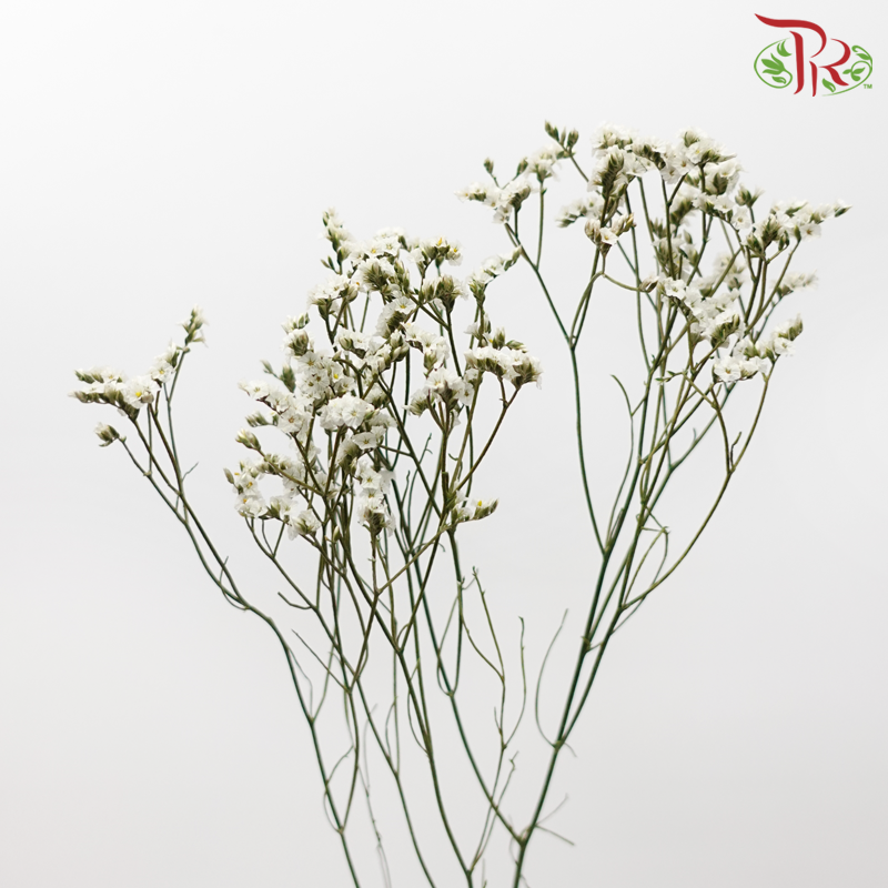 Preserved Caspia - White (Per Bunch)-White-China-prflorist.com.my