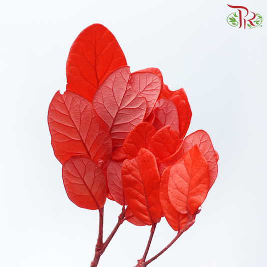 Preserved Chestnuts Leaf - Red (Per Bunch)-Red-China-prflorist.com.my