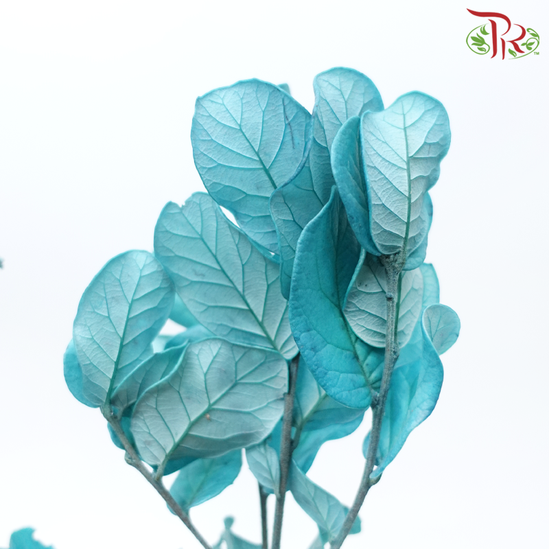 Preserved Chestnuts Leaf - Turquoise (Per Bunch)-Turquoise-China-prflorist.com.my