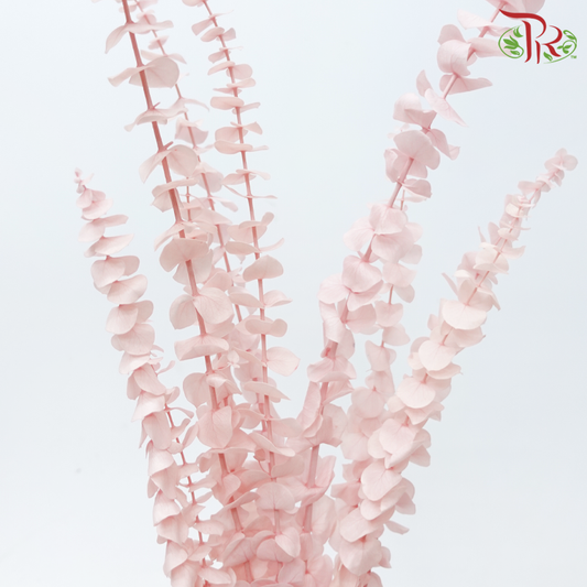 Preserved Eucalyptus Baby Blue Bleached - Pink (Per Bunch)-Pink-China-prflorist.com.my