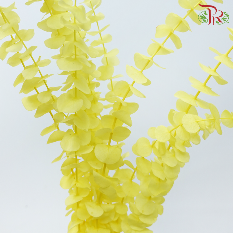 Preserved Eucalyptus Baby Blue Bleached - Yellow (Per Bunch)-Yellow-China-prflorist.com.my
