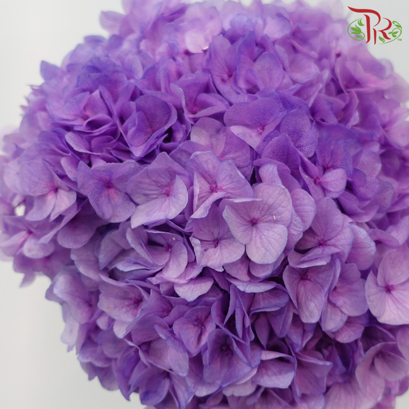 Preserved Hydrangea - Amethyst Purple (Per Stem)-Purple-China-prflorist.com.my