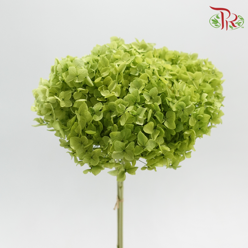 Preserved Hydrangea - Apple Green (Per Stem)-China-prflorist.com.my