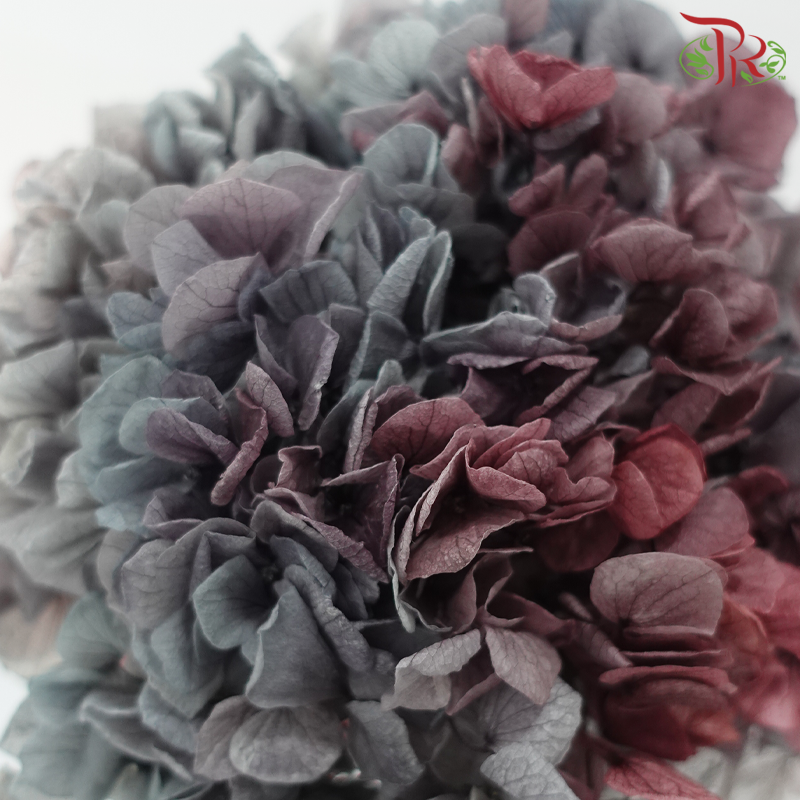 Preserved Hydrangea - Bicolour Red Purple & Grey (Per Stem)-Mixed Dark Purple & Grey-China-prflorist.com.my