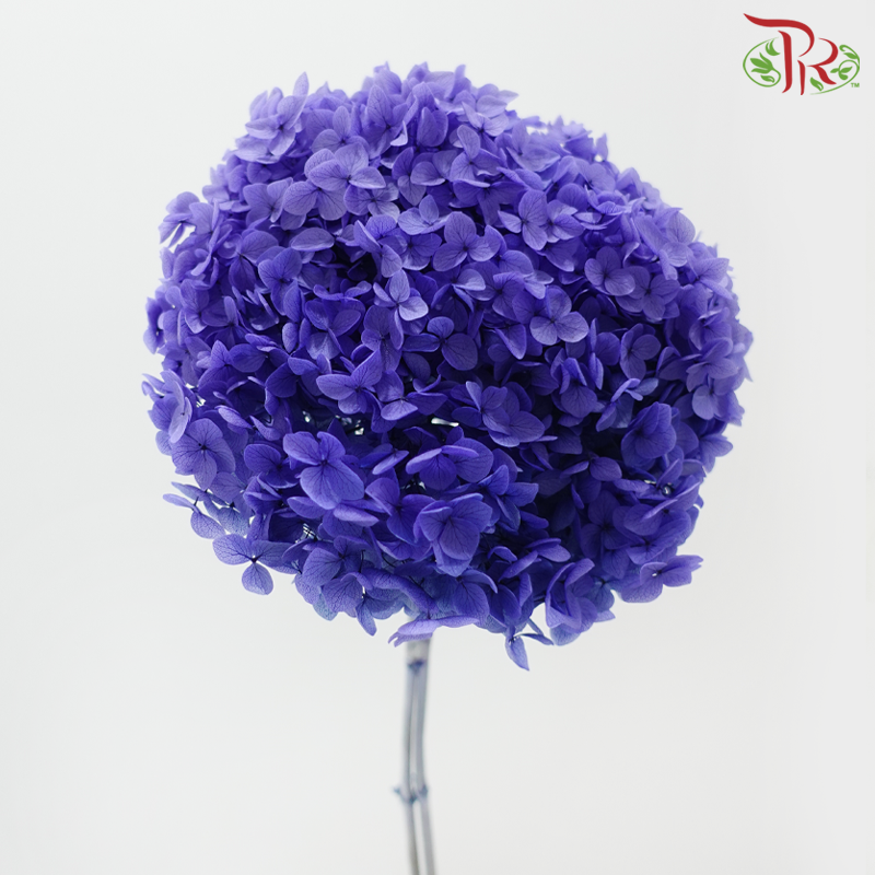 Preserved Hydrangea - Bluish Purple (Per Stem)-Purple-China-prflorist.com.my