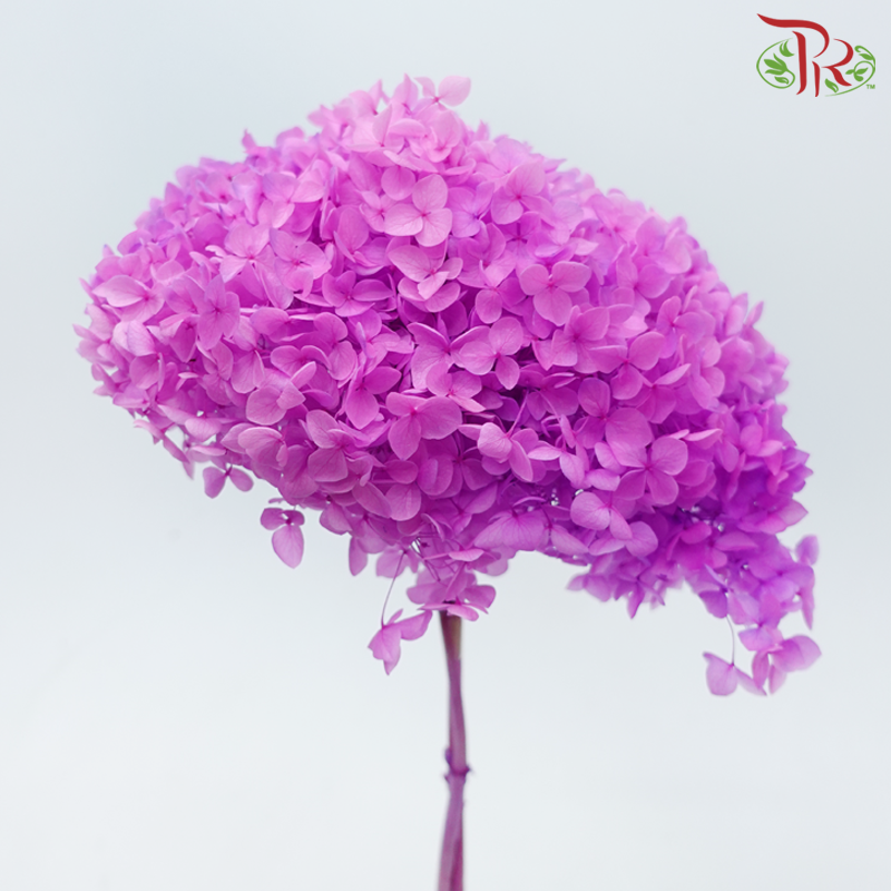 Preserved Hydrangea - Cherry Pink (Per Stem)-Cherry Pink-China-prflorist.com.my