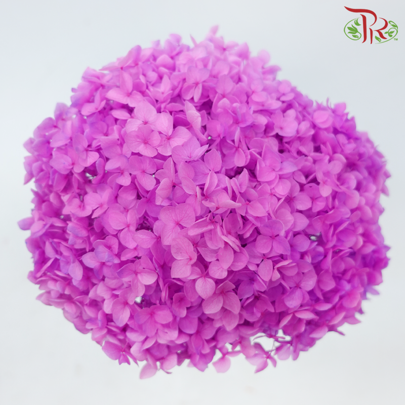 Preserved Hydrangea - Cherry Pink (Per Stem)-Cherry Pink-China-prflorist.com.my