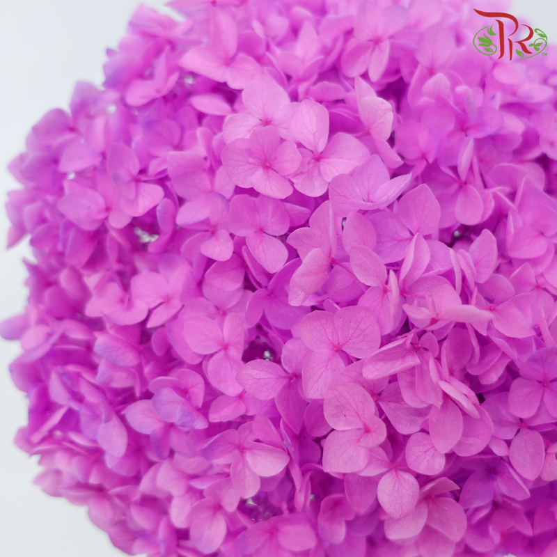 Preserved Hydrangea - Cherry Pink (Per Stem)-Cherry Pink-China-prflorist.com.my