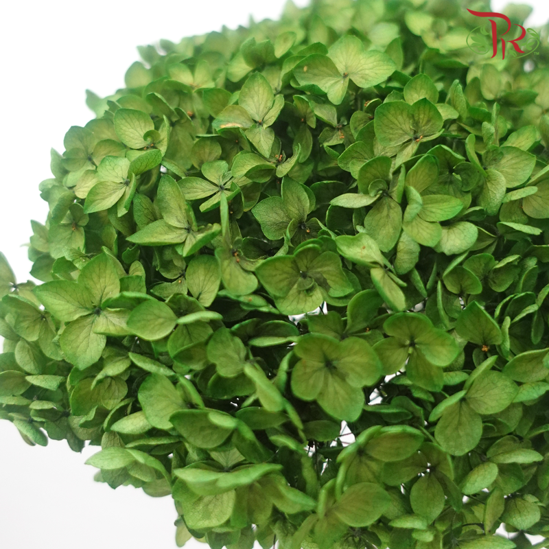 Preserved Hydrangea - Dark Green (Per Stem)-Green-China-prflorist.com.my