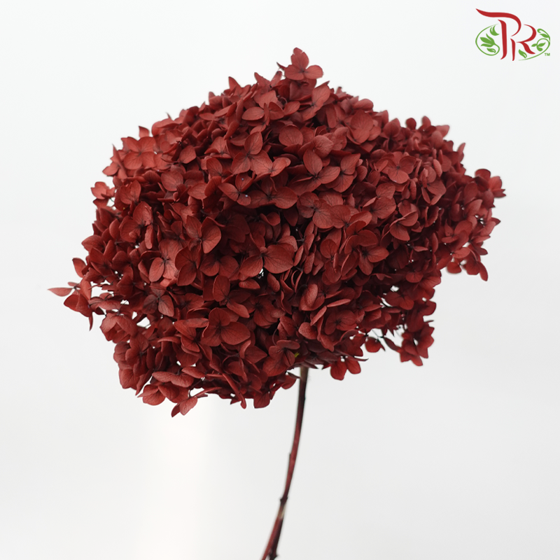 Preserved Hydrangea - Dark Red (Per Stem)-Red-China-prflorist.com.my