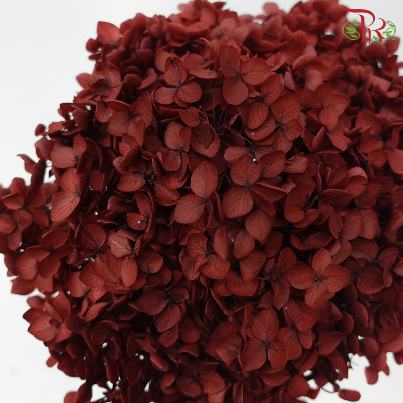 Preserved Hydrangea - Dark Red (Per Stem)-Red-China-prflorist.com.my