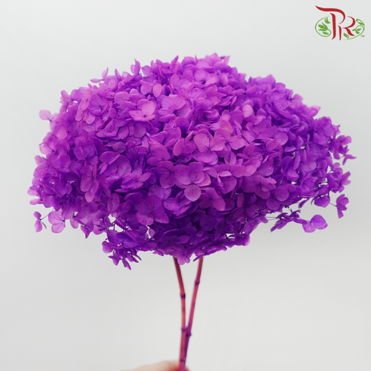 Preserved Hydrangea - Dark Violet (Per Stem)-Purple-China-prflorist.com.my