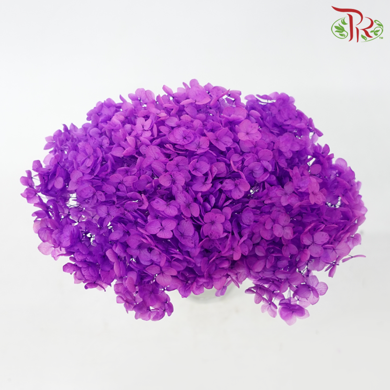 Preserved Hydrangea - Dark Violet (Per Stem)-Purple-China-prflorist.com.my