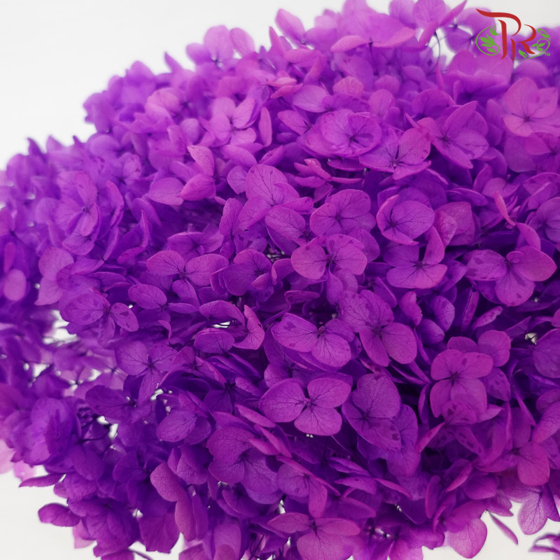 Preserved Hydrangea - Dark Violet (Per Stem)-Purple-China-prflorist.com.my