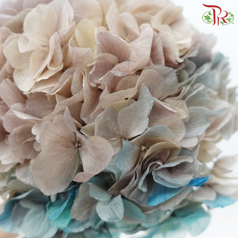 Preserved Hydrangea - Desert Sand Tone Blue (Per Stem)-Desert Sand Tone Blue-China-prflorist.com.my