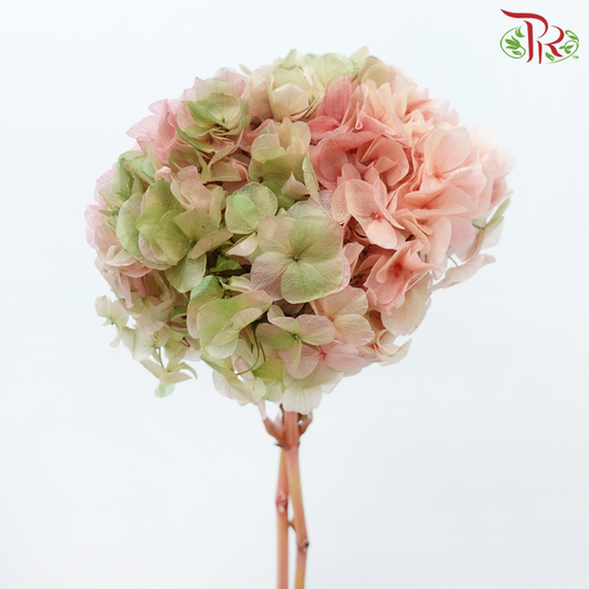 Preserved Hydrangea - Double Tone Green With Pink (Per Stem)-China-prflorist.com.my