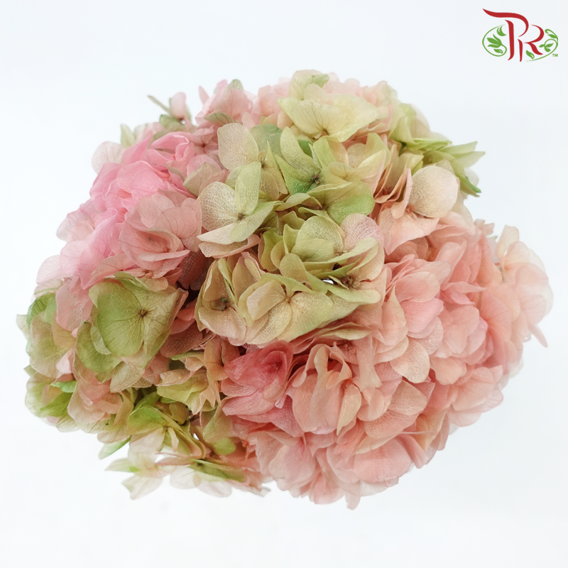 Preserved Hydrangea - Double Tone Green With Pink (Per Stem)-China-prflorist.com.my