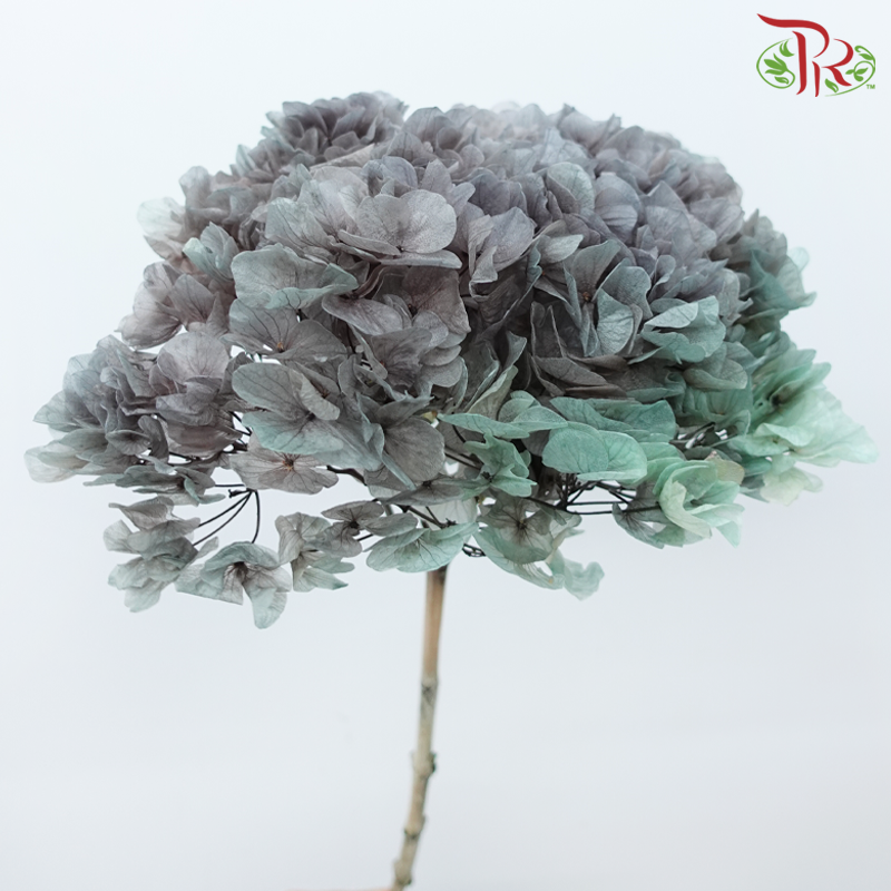 Preserved Hydrangea - Double Tone Grey With Green (Per Stem)-Double Tone Grey With Green-China-prflorist.com.my