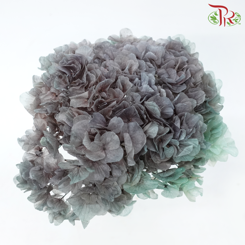 Preserved Hydrangea - Double Tone Grey With Green (Per Stem)-Double Tone Grey With Green-China-prflorist.com.my