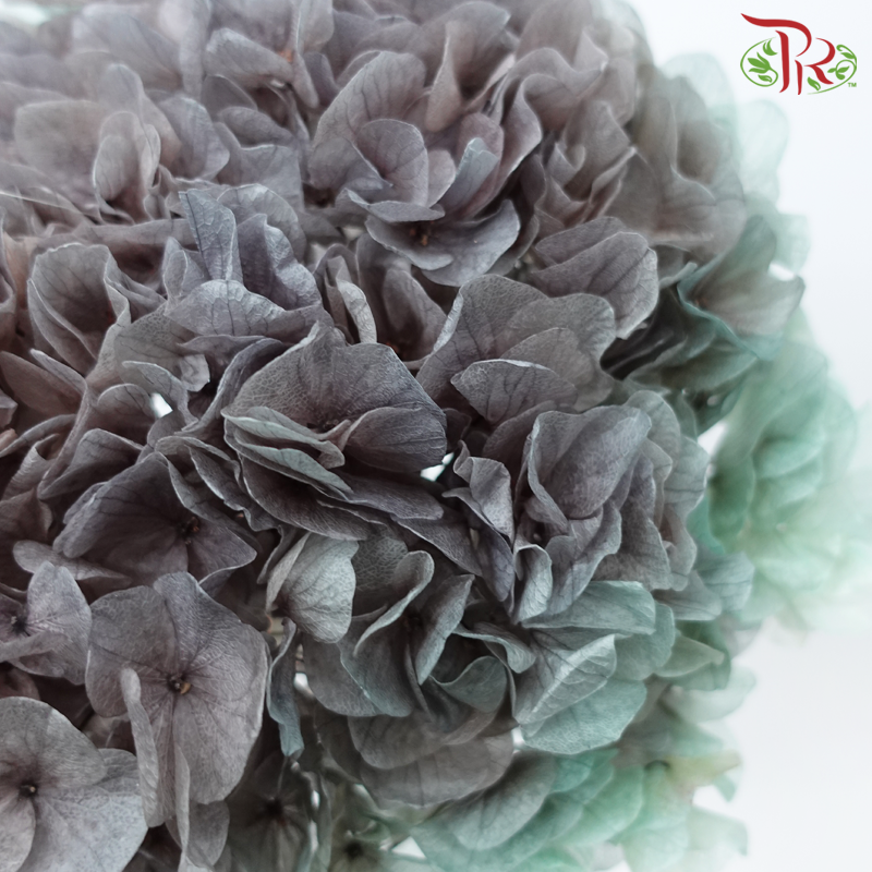 Preserved Hydrangea - Double Tone Grey With Green (Per Stem)-Double Tone Grey With Green-China-prflorist.com.my