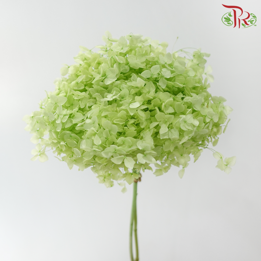 Preserved Hydrangea - Light Green #02 (Per Stem)-Green-China-prflorist.com.my