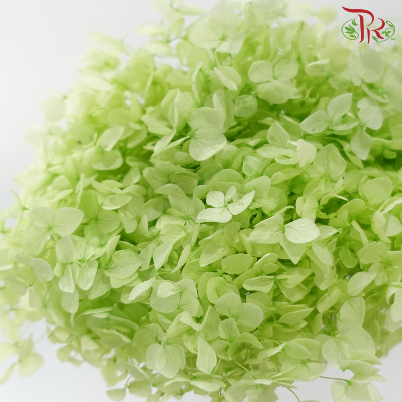 Preserved Hydrangea - Light Green #02 (Per Stem)-Green-China-prflorist.com.my