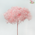 Preserved Hydrangea - Light Peach (Per Stem)-Peach-China-prflorist.com.my