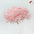 Preserved Hydrangea - Light Peach (Per Stem)-Peach-China-prflorist.com.my