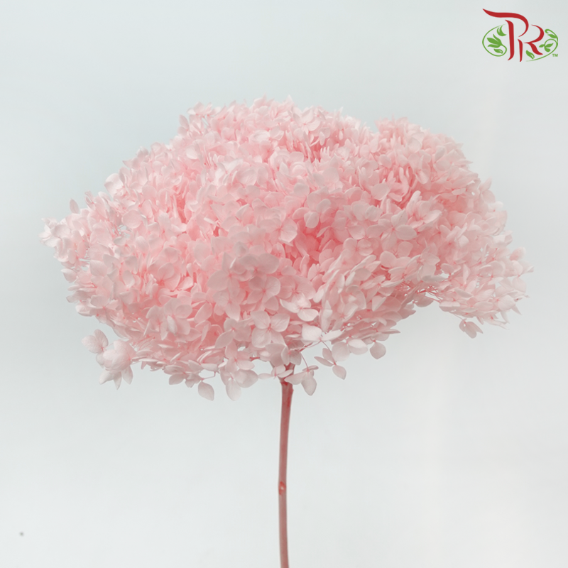 Preserved Hydrangea - Light Peach (Per Stem)-Peach-China-prflorist.com.my