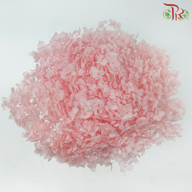 Preserved Hydrangea - Light Peach (Per Stem)-Peach-China-prflorist.com.my