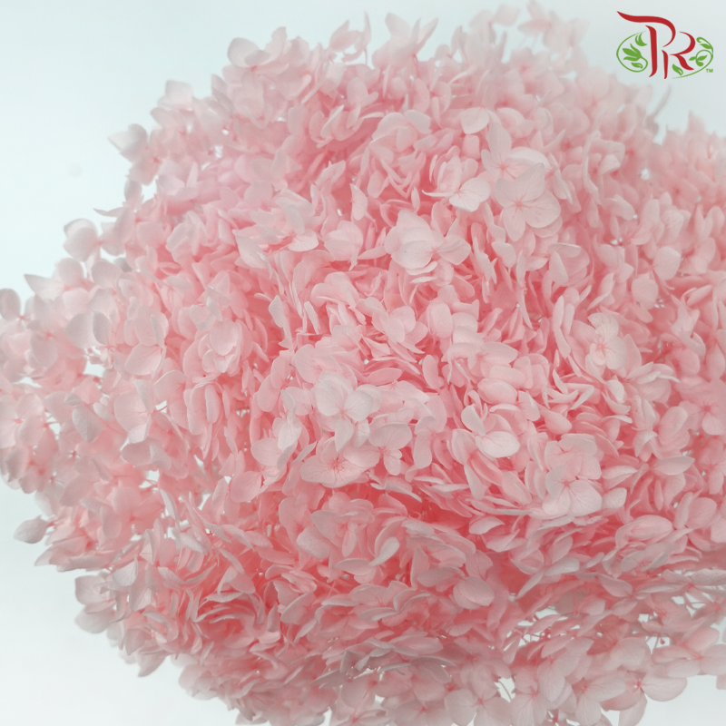 Preserved Hydrangea - Light Peach (Per Stem)-Peach-China-prflorist.com.my