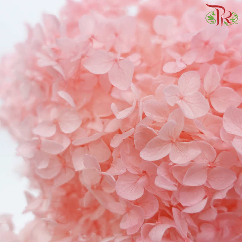 Preserved Hydrangea - Light Peach Pink (Per Stem)-Pink-China-prflorist.com.my