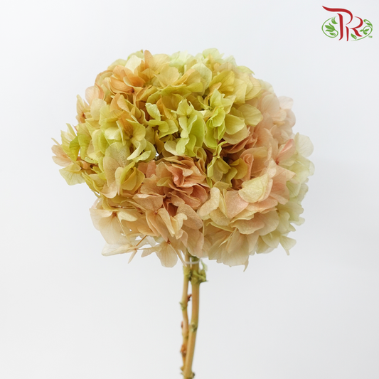 Preserved Hydrangea - Mixed Green & Light Brown (Per Stem)-Green / Light Brown-China-prflorist.com.my