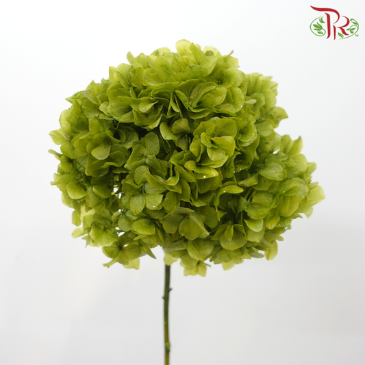 Preserved Hydrangea - Olive Green (Per Stem)-Green-China-prflorist.com.my