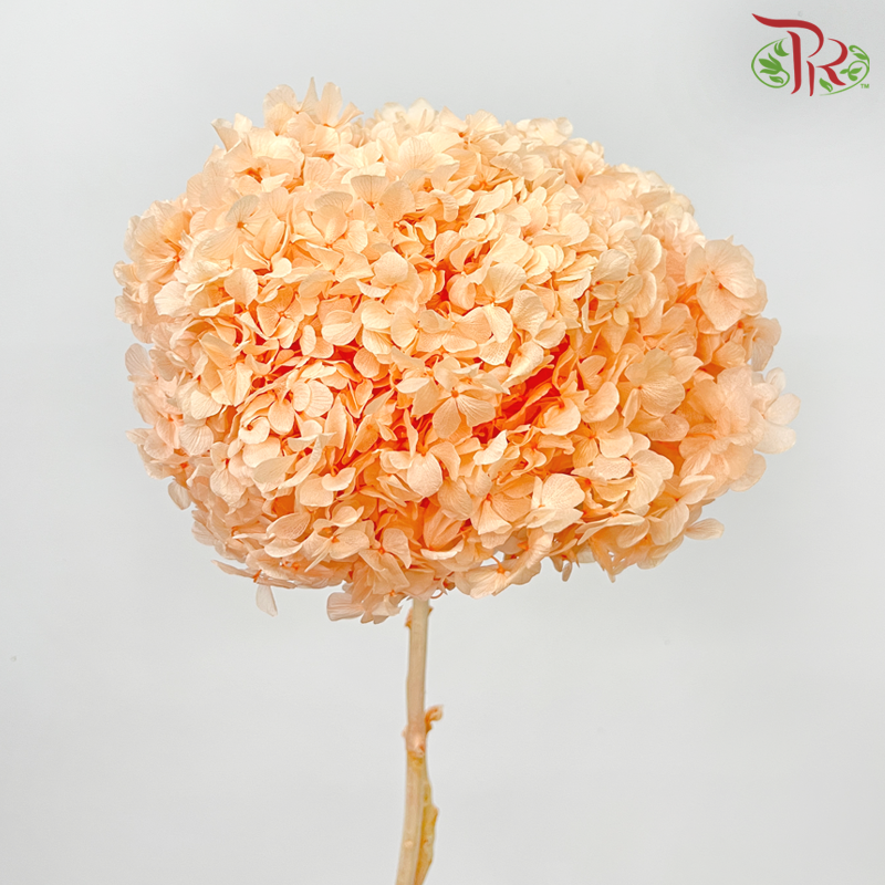 Preserved Hydrangea - Orange (Per Stem)-Orange-China-prflorist.com.my