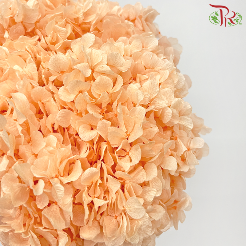 Preserved Hydrangea - Orange (Per Stem)-Orange-China-prflorist.com.my