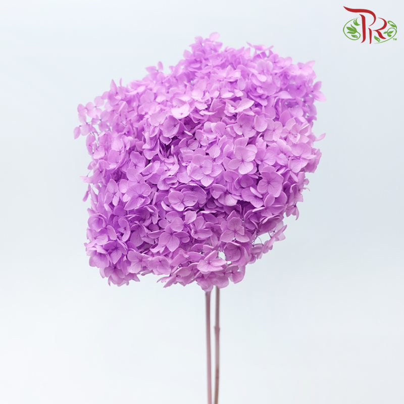 Preserved Hydrangea - Pink Purple (Per Stem)-Pink Purple-China-prflorist.com.my