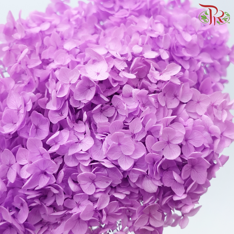 Preserved Hydrangea - Pink Purple (Per Stem)-Pink Purple-China-prflorist.com.my