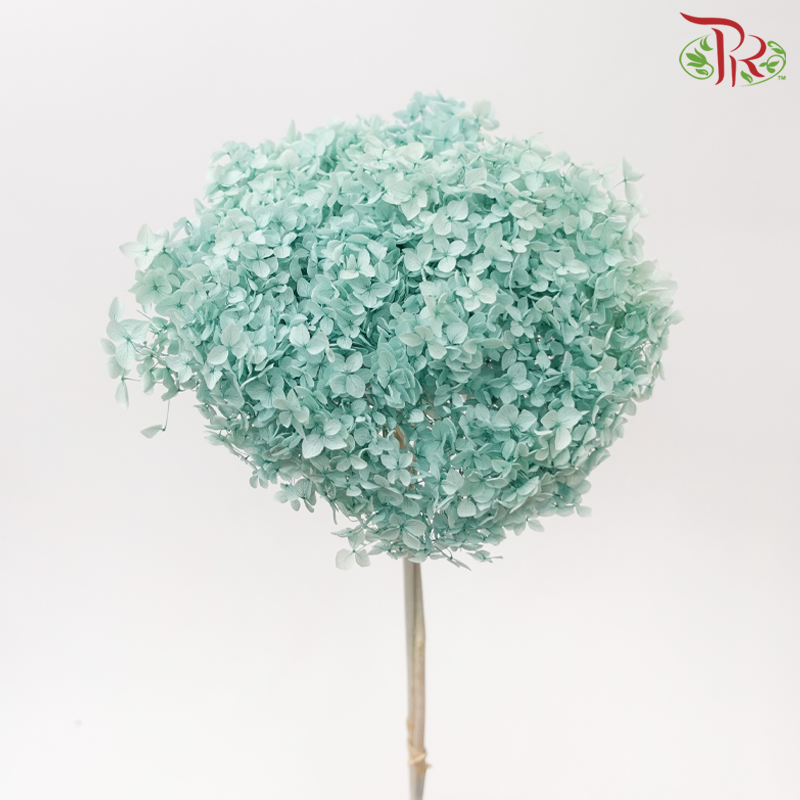 Preserved Hydrangea - Pistachio Green (Per Stem)-Turquoise-China-prflorist.com.my