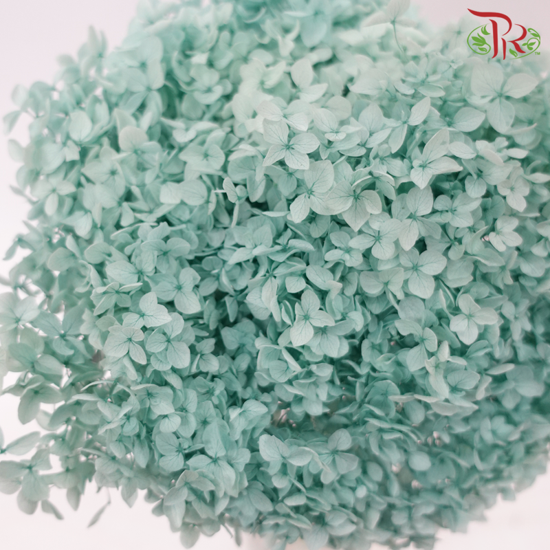 Preserved Hydrangea - Pistachio Green (Per Stem)-Turquoise-China-prflorist.com.my