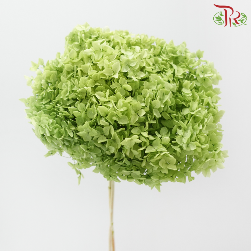 Preserved Hydrangea - Sheen Green (Per Stem)-Green-China-prflorist.com.my