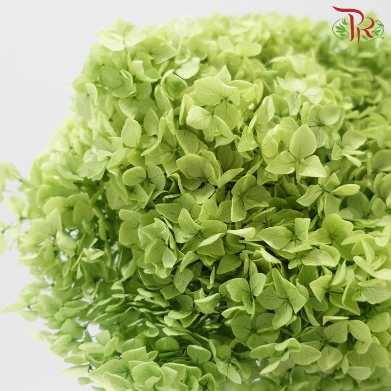 Preserved Hydrangea - Sheen Green (Per Stem)-Green-China-prflorist.com.my