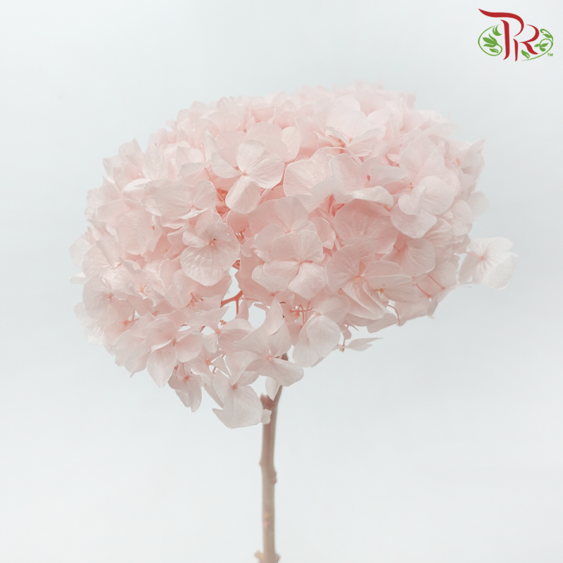 Preserved Hydrangea - Soft Pink (Per Stem)-Pink-China-prflorist.com.my