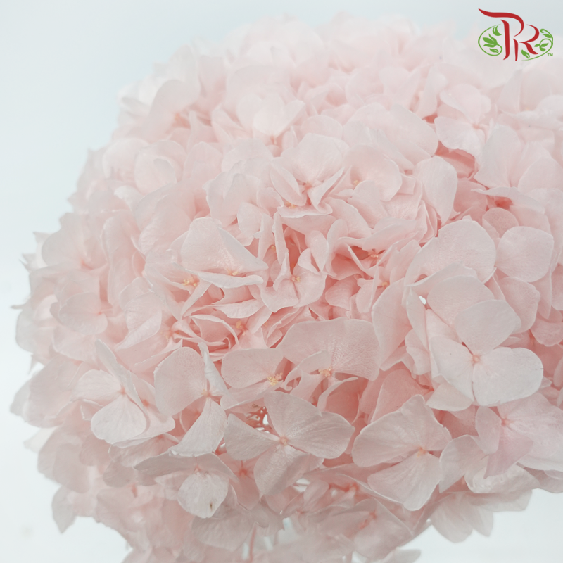 Preserved Hydrangea - Soft Pink (Per Stem)-Pink-China-prflorist.com.my