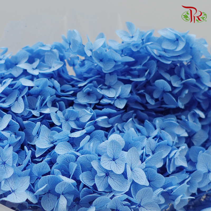 Preserved Hydrangea (Variety Tone)-Blue 2-China-prflorist.com.my