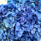 Preserved Hydrangea (Variety Tone)-Blue 4-China-prflorist.com.my