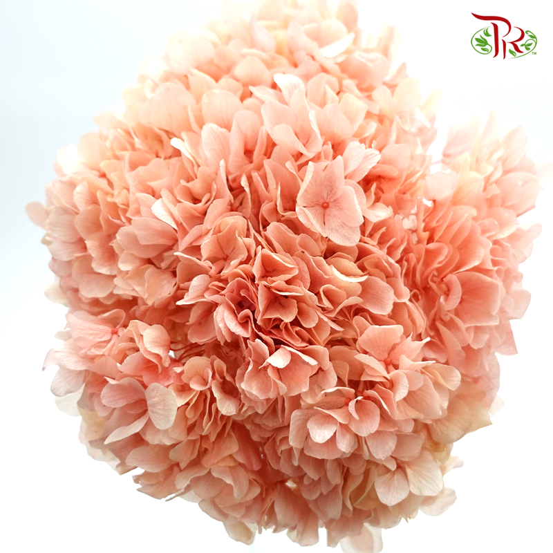 Preserved Hydrangea (Variety Tone)-Coral Pink#1-China-prflorist.com.my